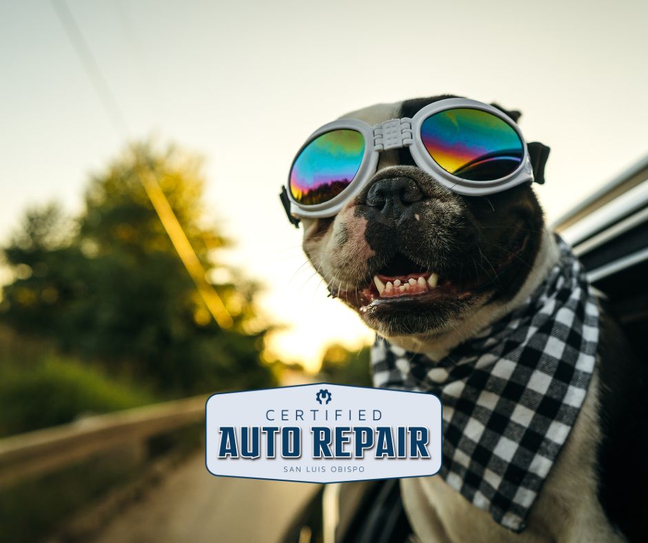 A dog wearing goggles sticking his heat out of a car.